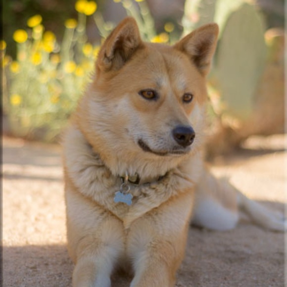 Meet your Posher, Marilyn, from Joshua Tree! - Picture 5 of 15